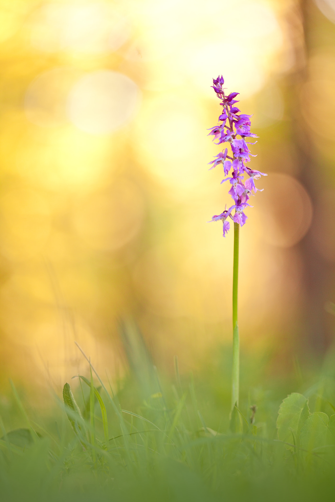 Sigma 150mm f/2.8 EX DG OS HSM APO Macro sample photo. Orchis mascula photography