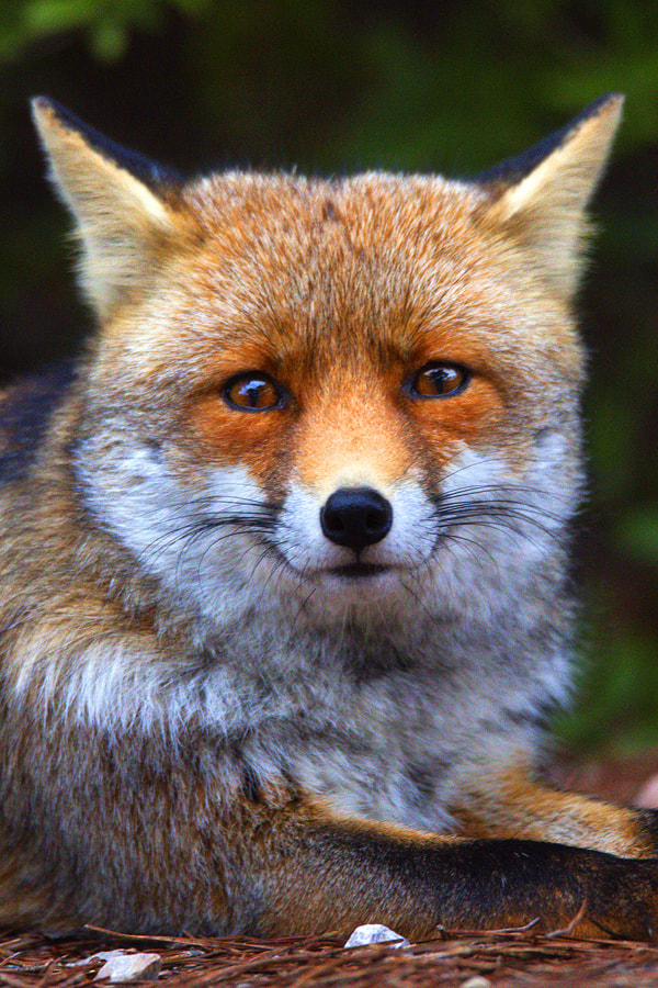 Sigma 150-600mm F5-6.3 DG OS HSM | C sample photo. A clever look photography