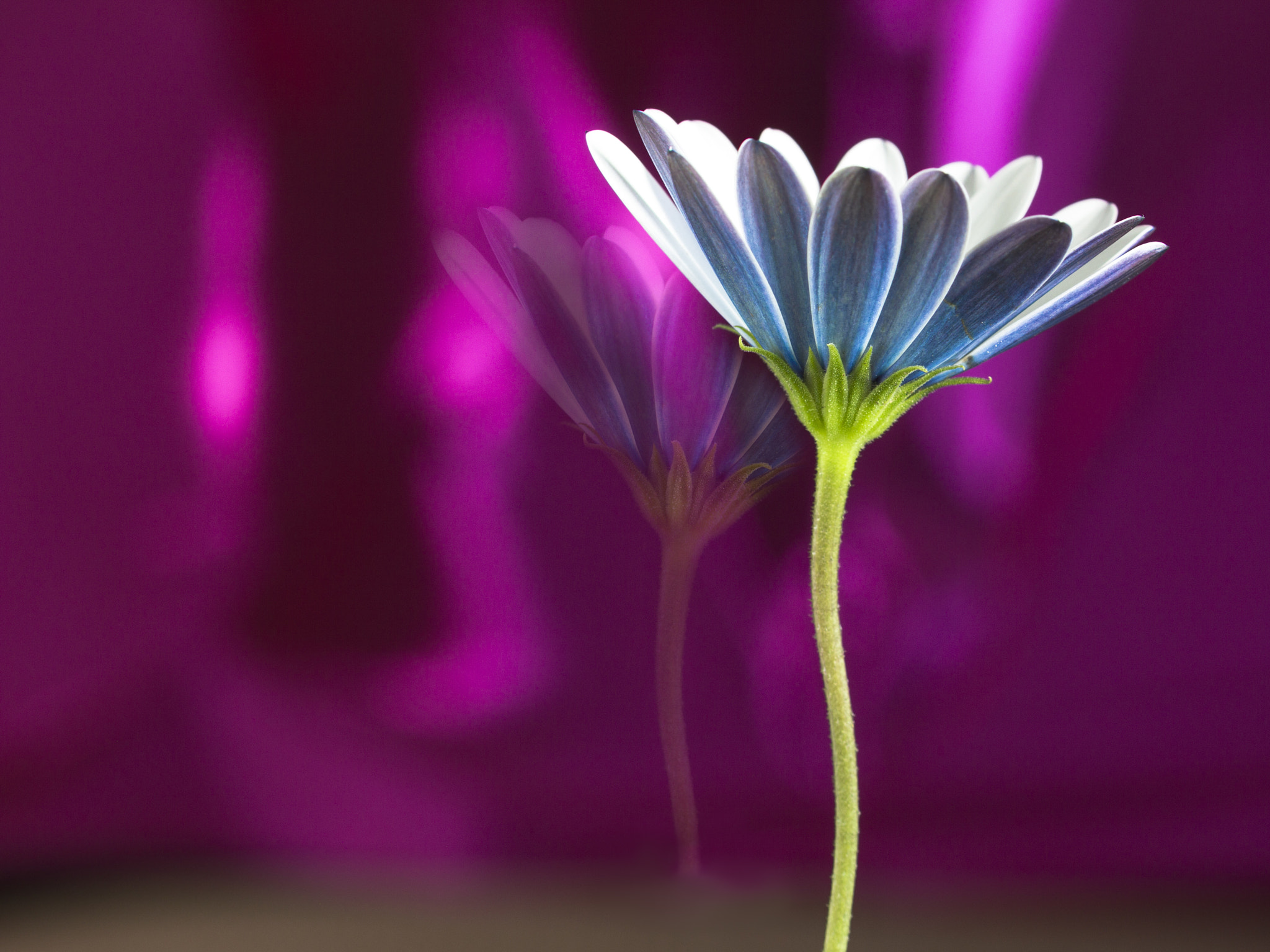 Sigma 105mm F2.8 EX DG OS HSM sample photo. Space oddity photography