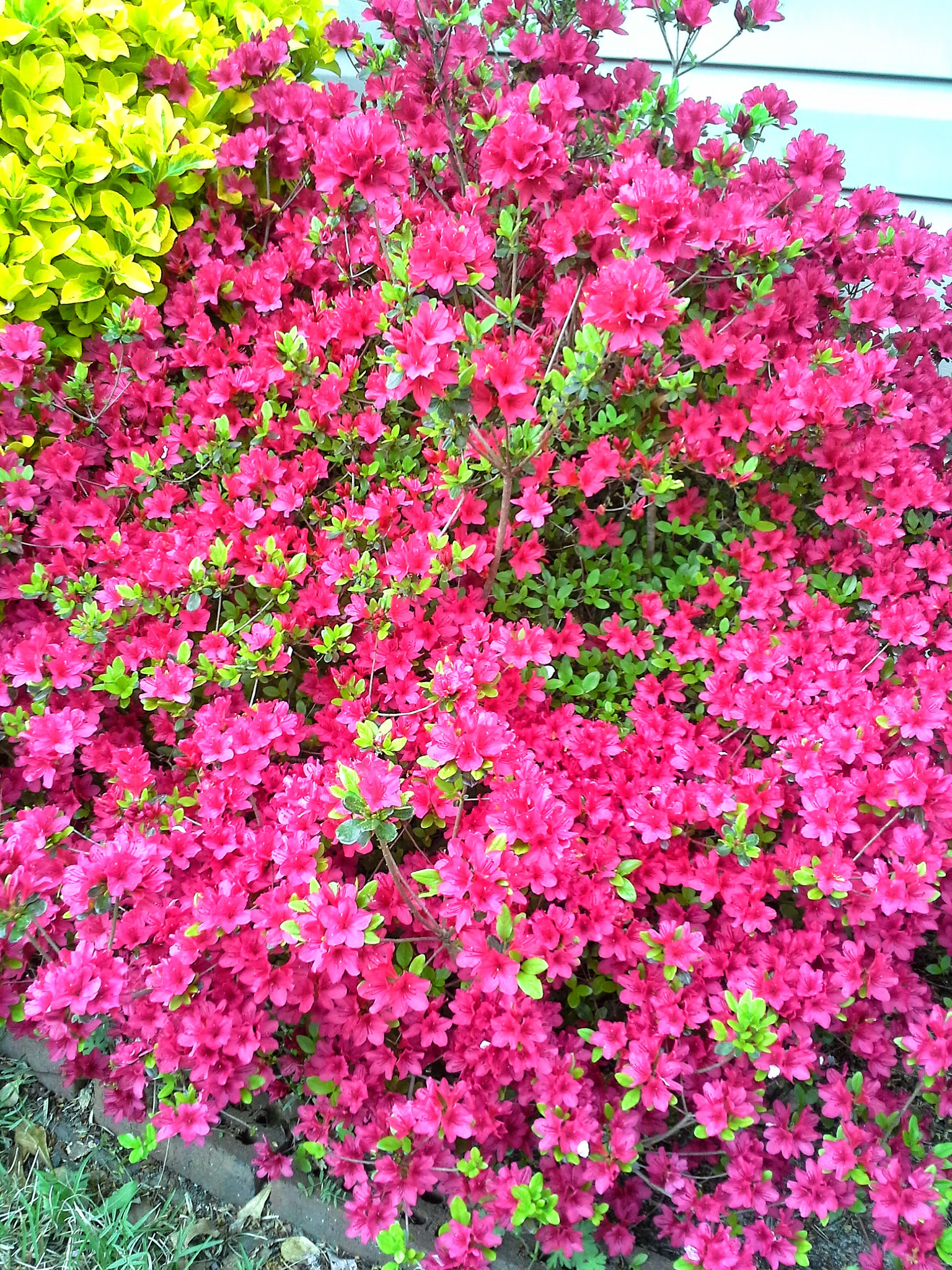 Samsung Galaxy S BlazeQ sample photo. Bush of flowers photography
