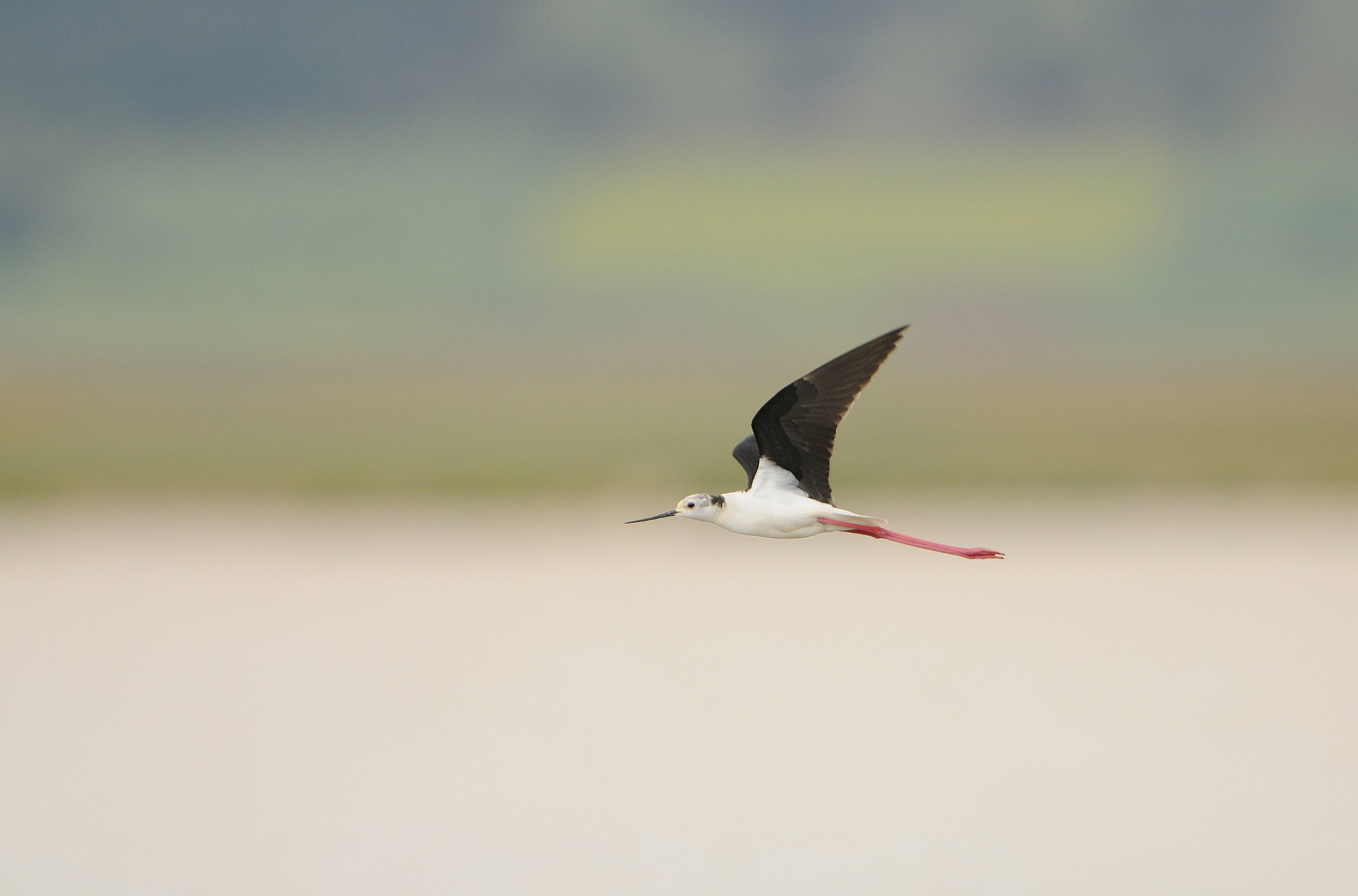 Nikon AF-S Nikkor 400mm F2.8G ED VR II sample photo. Cigüeñuela en vuelo ( himantopus himantopus ) photography