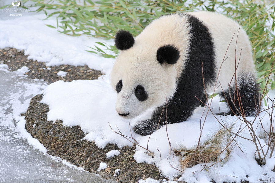 Nikon D3S sample photo. Snow ice panda photography