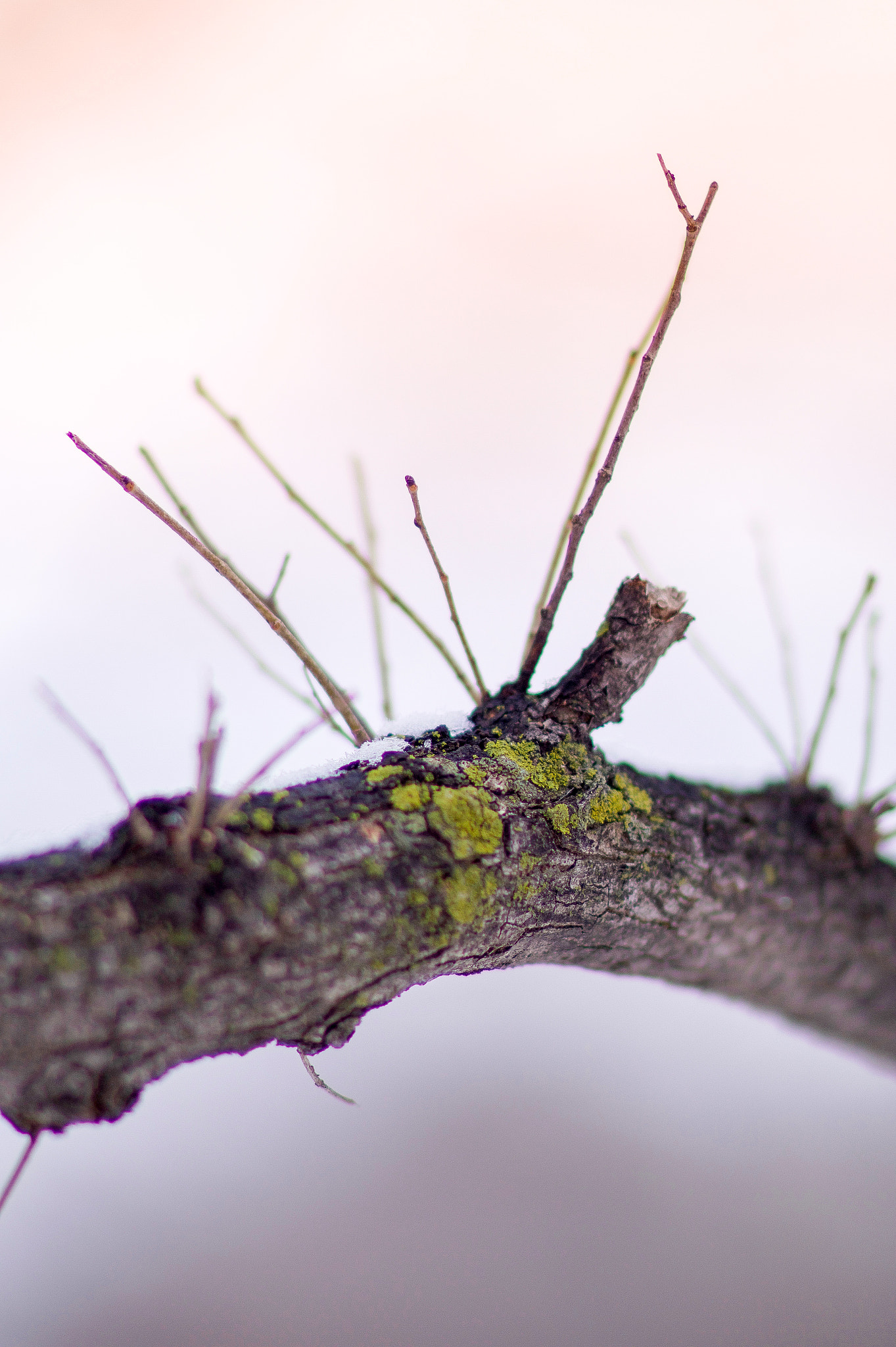 Sony Planar T* 85mm F1.4 ZA sample photo. Mossy branch photography