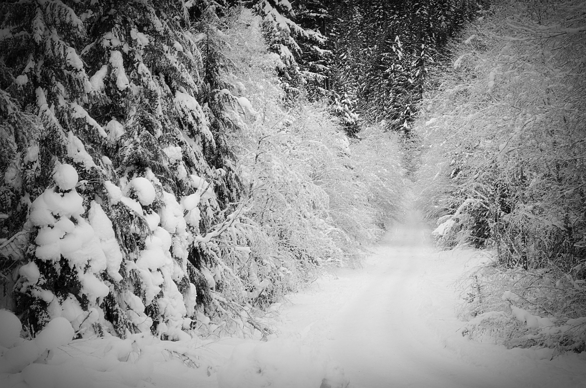 Nikon AF Nikkor 24-85mm F2.8-4D IF sample photo. Snowy forest road photography
