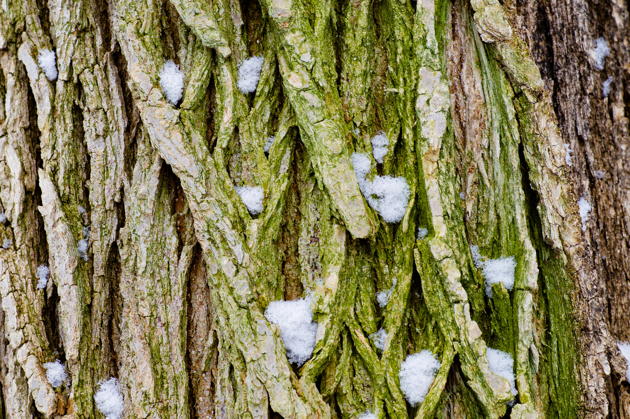 Sony Planar T* 85mm F1.4 ZA sample photo. Mossy bark photography