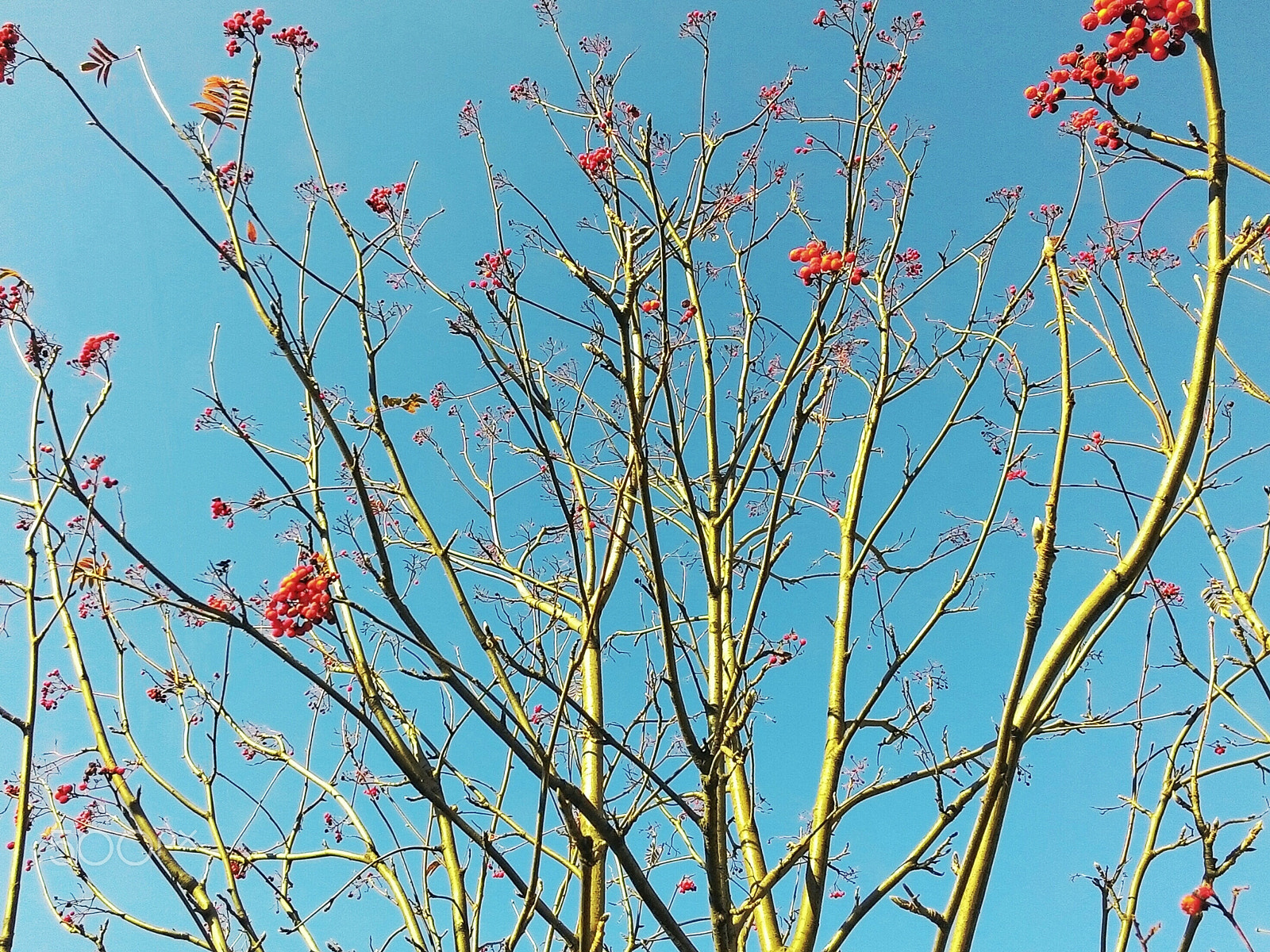 ASUS ZenFone 2 (ZE500CL) sample photo. Red'n'blue photography