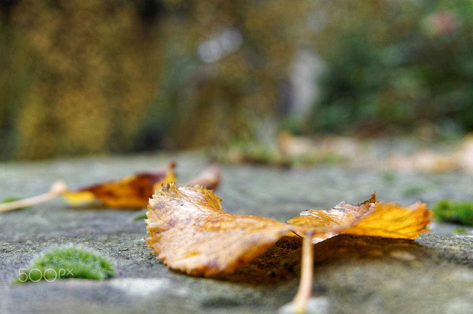 Sony E 16-50mm F3.5-5.6 PZ OSS sample photo. Colour of autumn photography