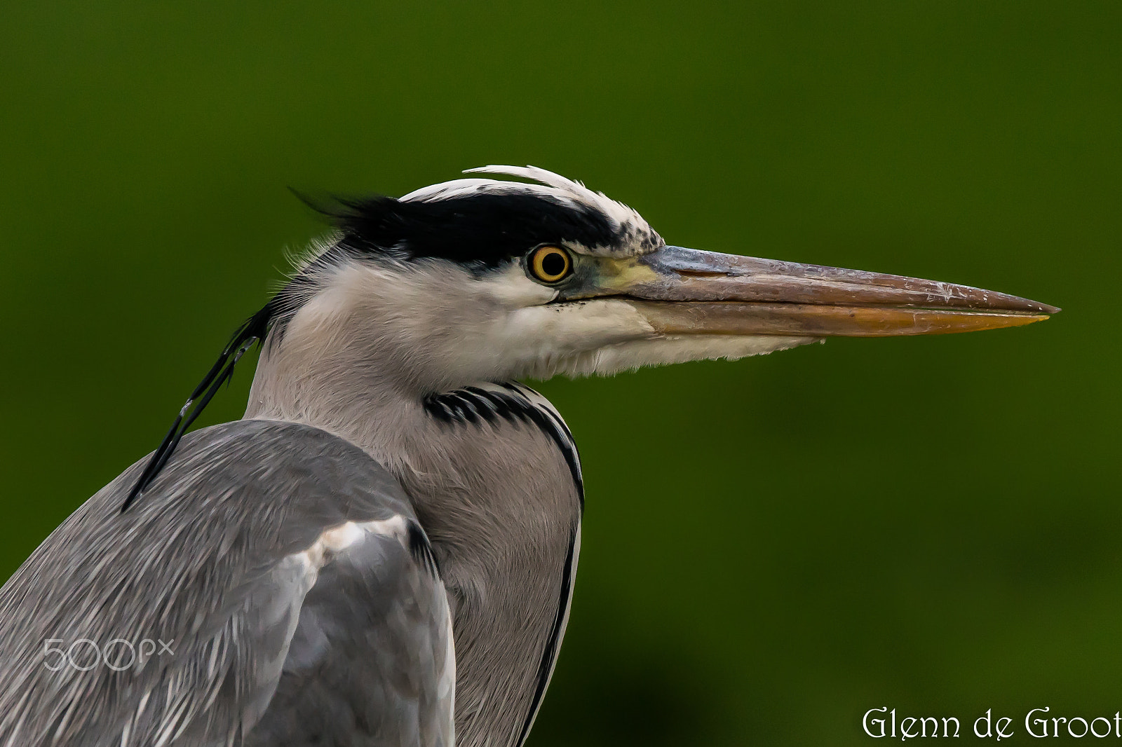 Sony ILCA-77M2 + Sony 70-400mm F4-5.6 G SSM sample photo. Heron! photography
