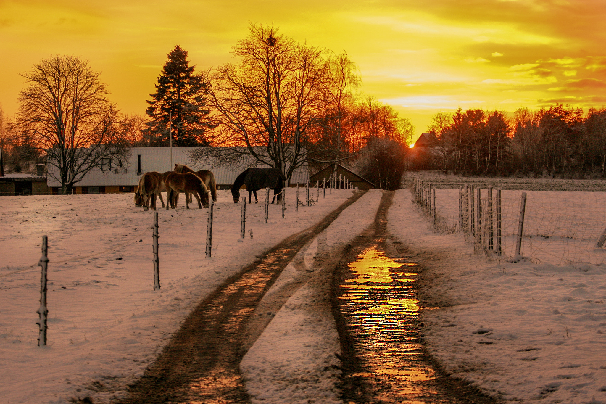 Canon EF 70-300mm F4-5.6 IS USM sample photo. Happy horses photography
