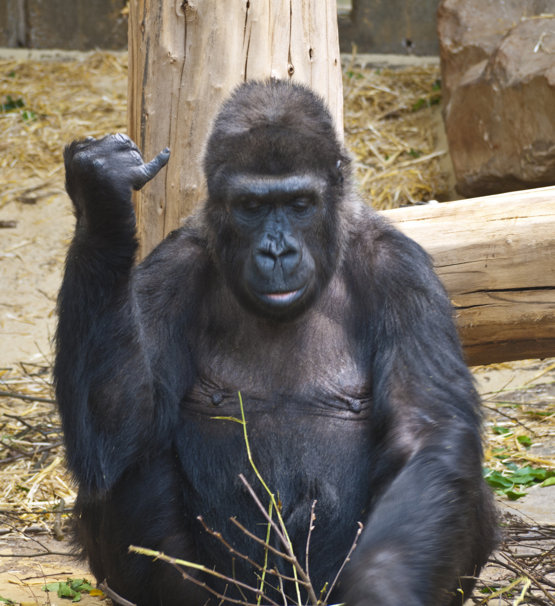 Panasonic Lumix DMC-G1 sample photo. Gorilla photography