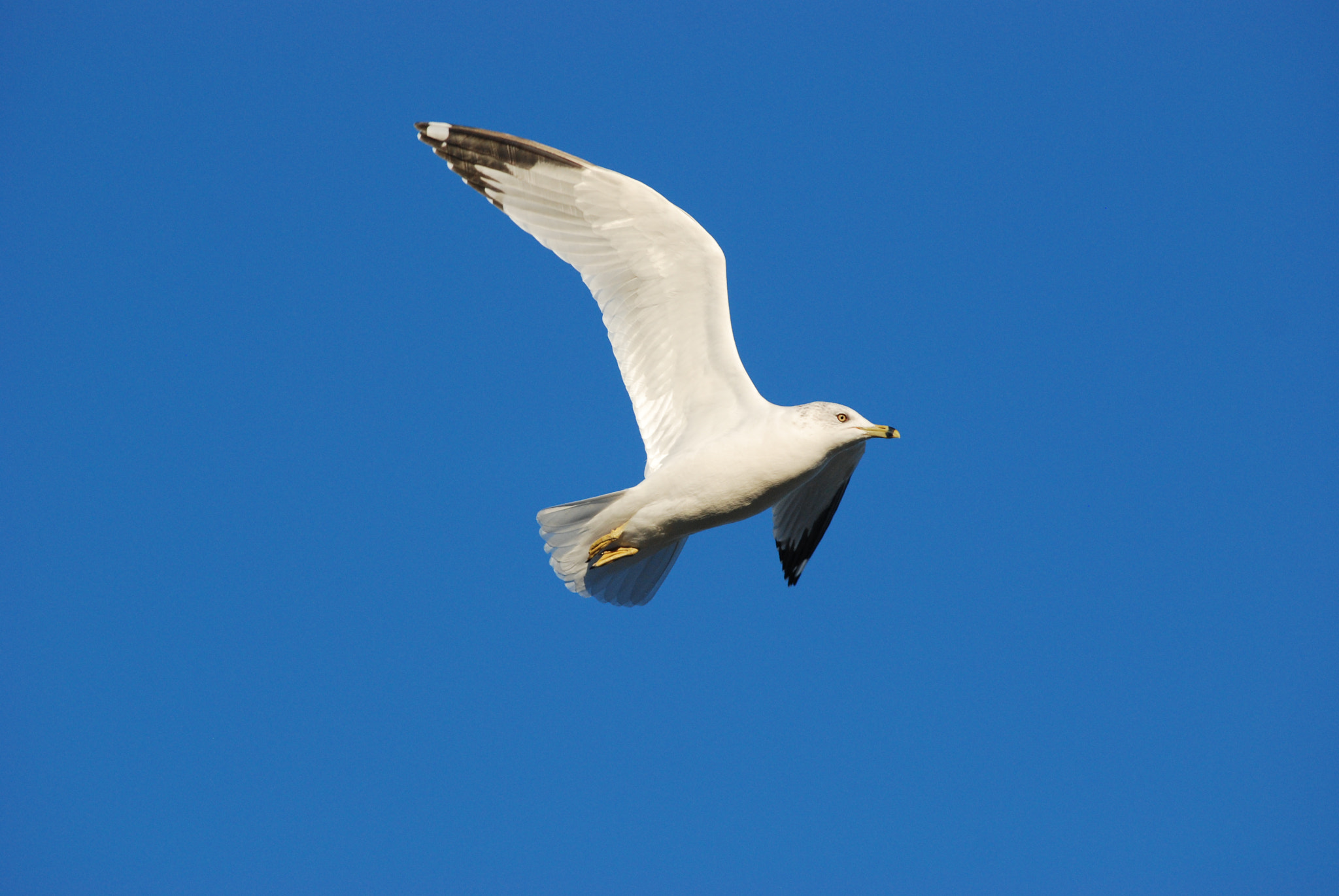 Nikon D80 sample photo. Seagull photography