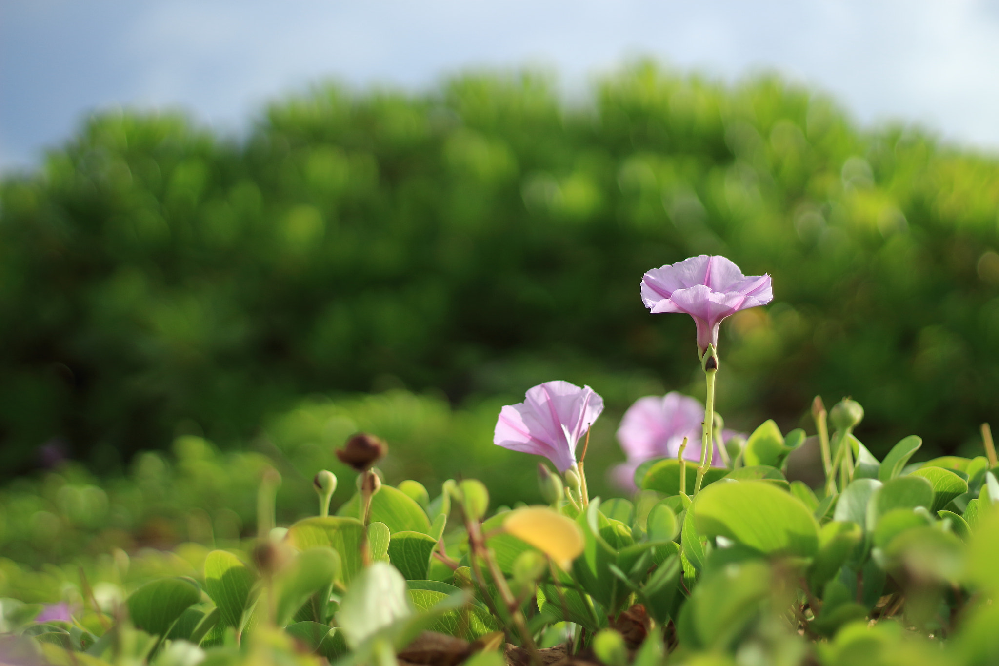 Canon EOS 100D (EOS Rebel SL1 / EOS Kiss X7) sample photo. At okinawa photography