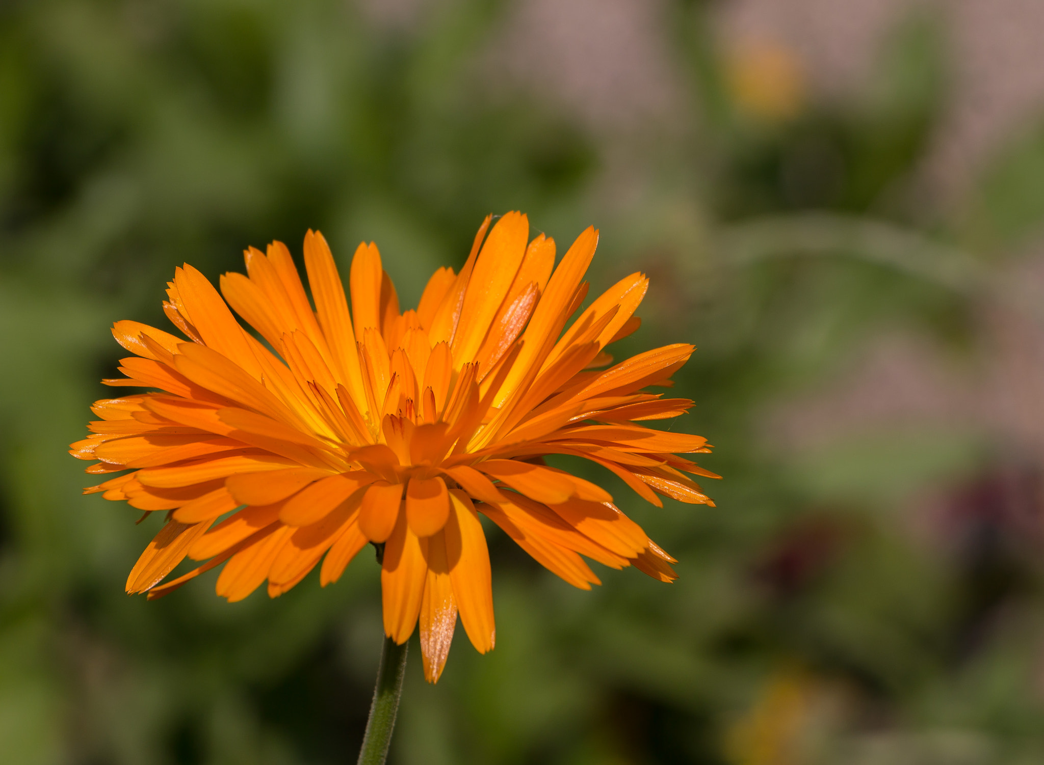 Canon EF-S 18-135mm F3.5-5.6 IS STM sample photo. 2015_10_31_img_028913_1.jpg photography