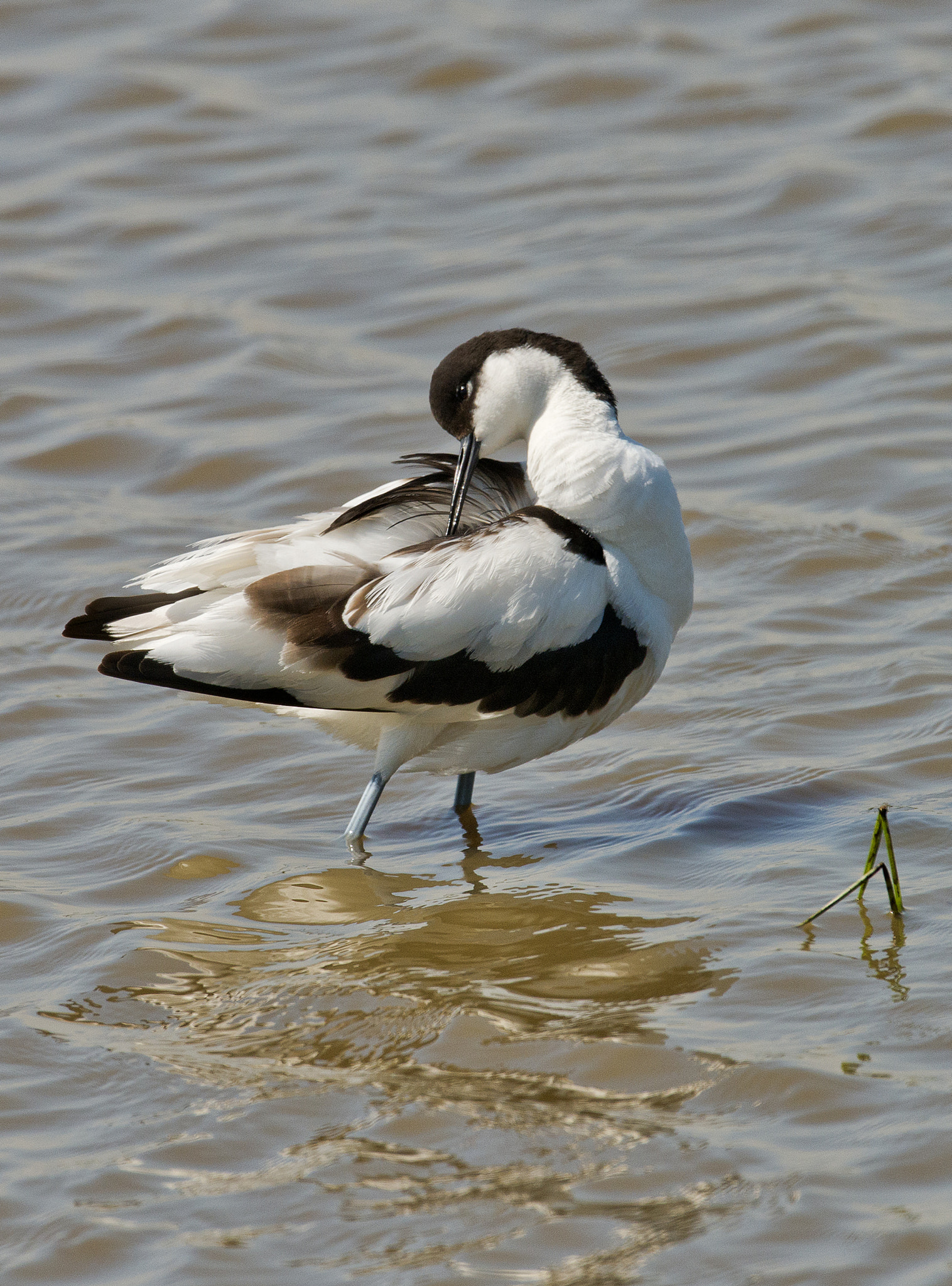 Nikon AF-S Nikkor 600mm F4D ED-IF II sample photo. Avocet photography