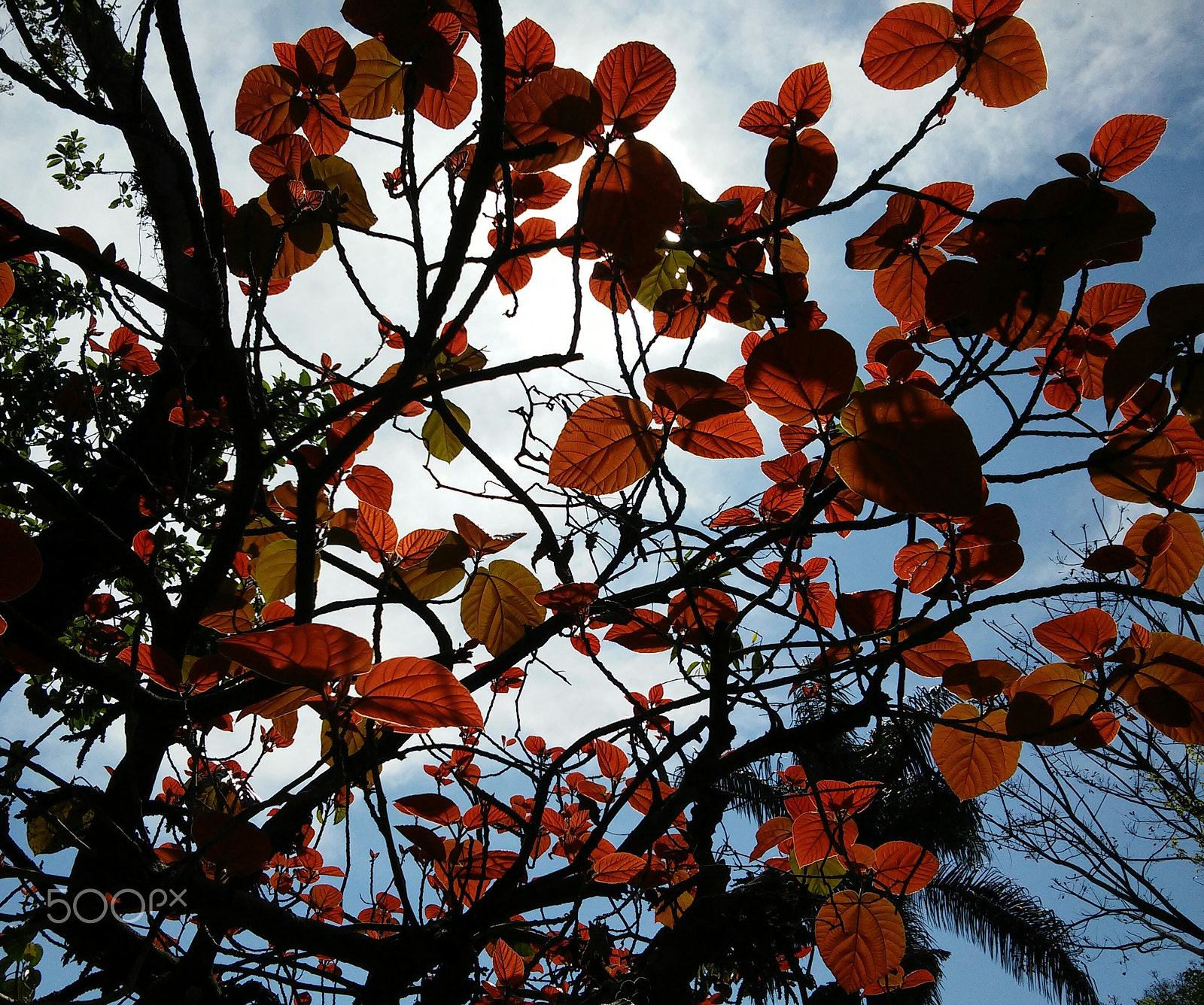 LG D410HN sample photo. Through the leaves photography