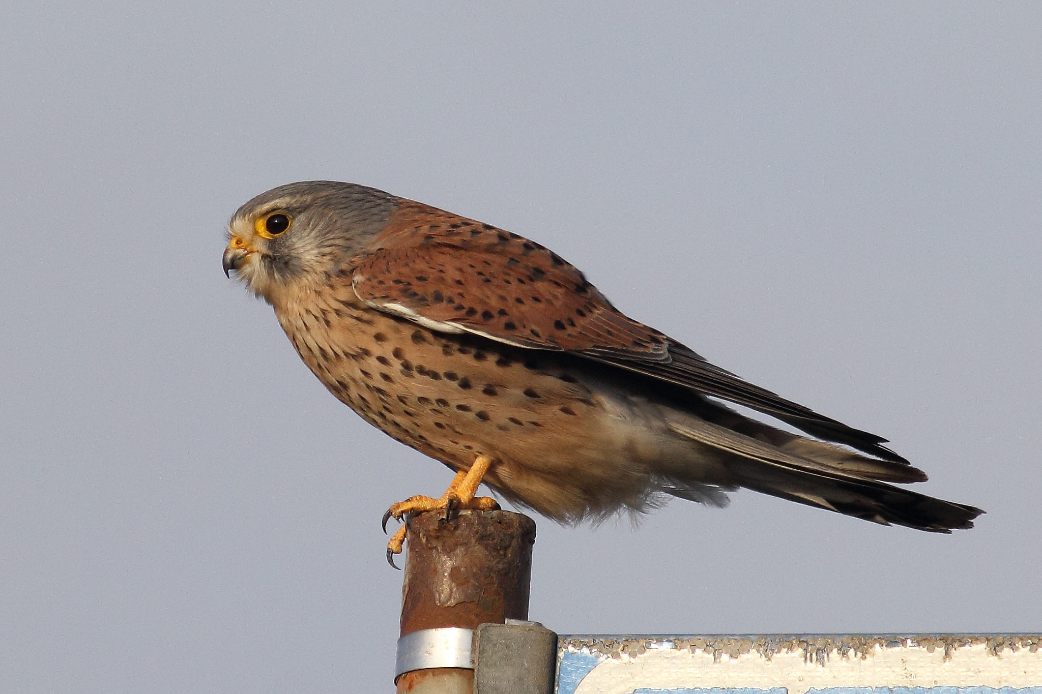 Canon EOS 60D + Canon EF 400mm F5.6L USM sample photo. Common kestrel photography