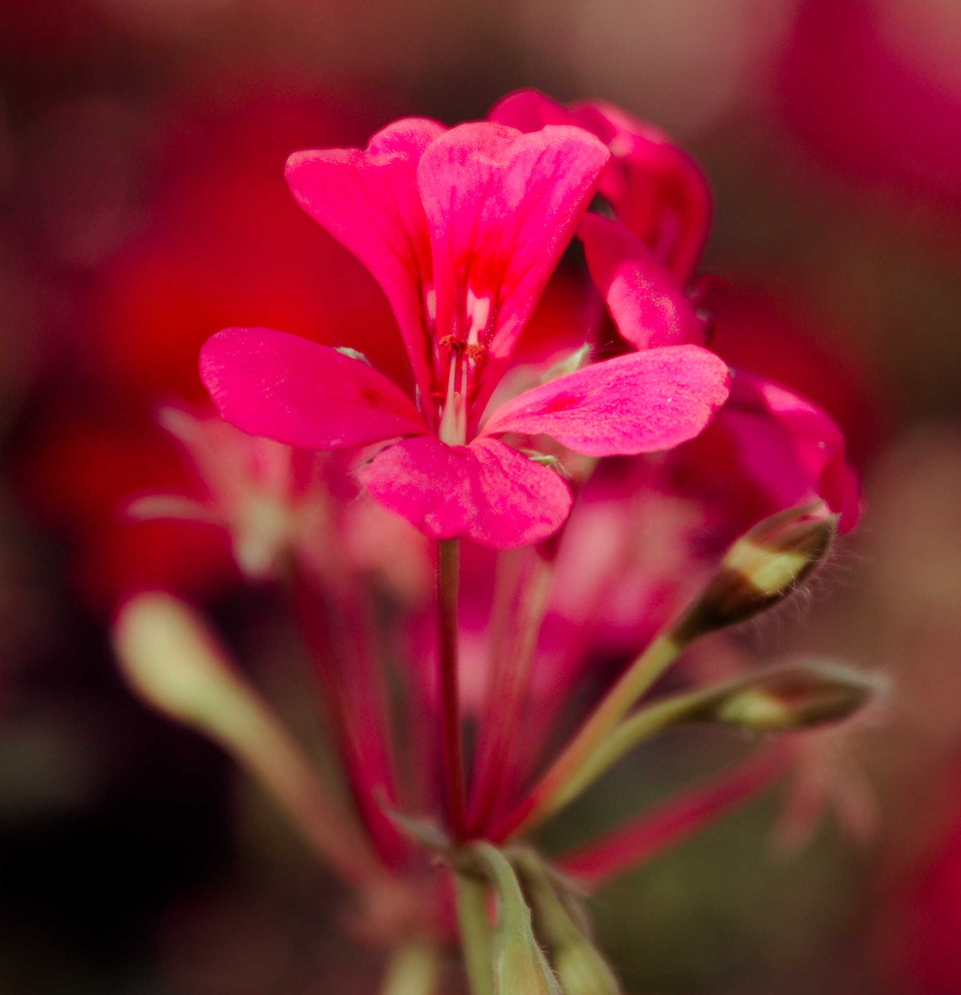 Canon EF 24-70mm F2.8L II USM sample photo. Flower photography