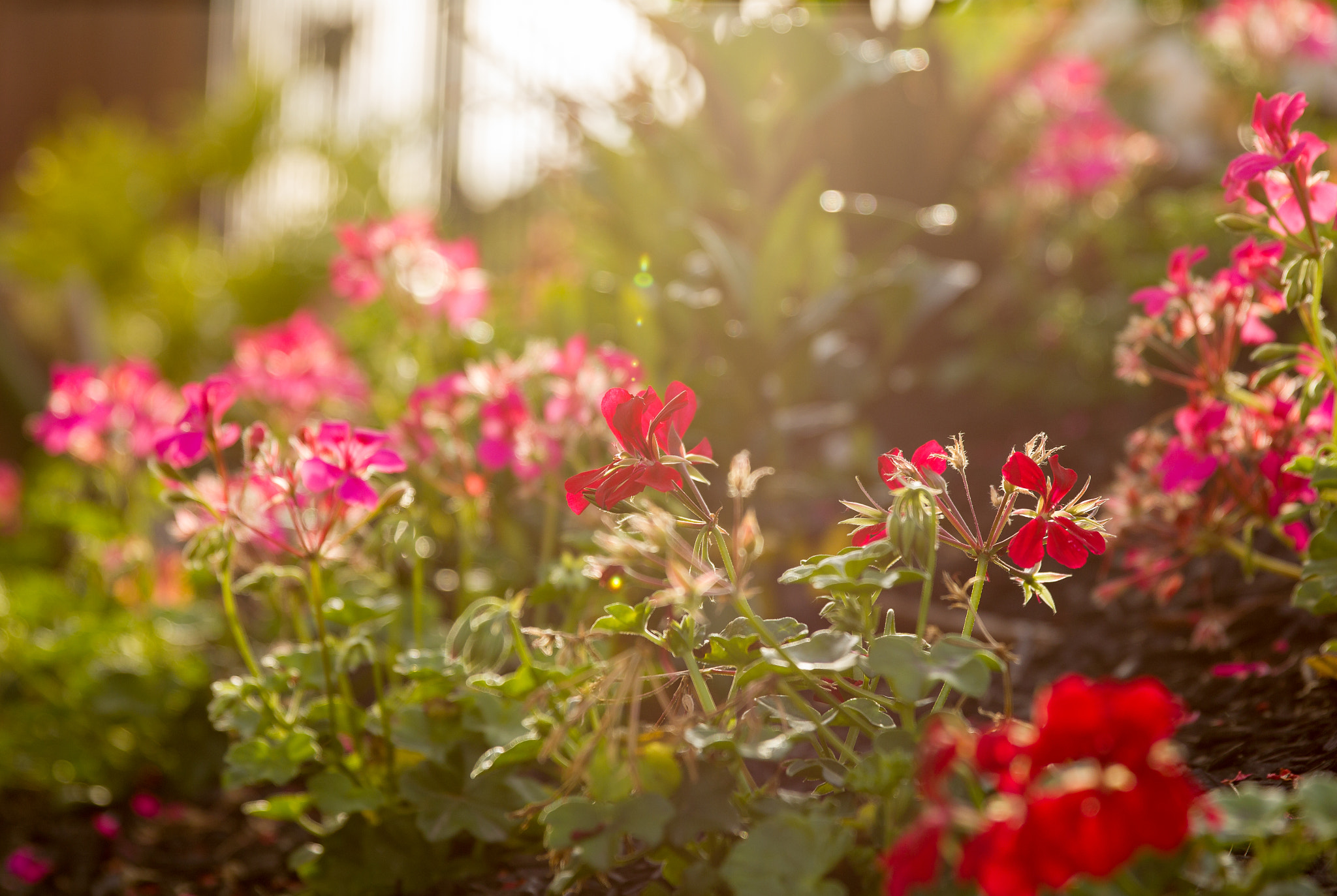 Canon EF 24-70mm F2.8L II USM sample photo. Backyard garden photography