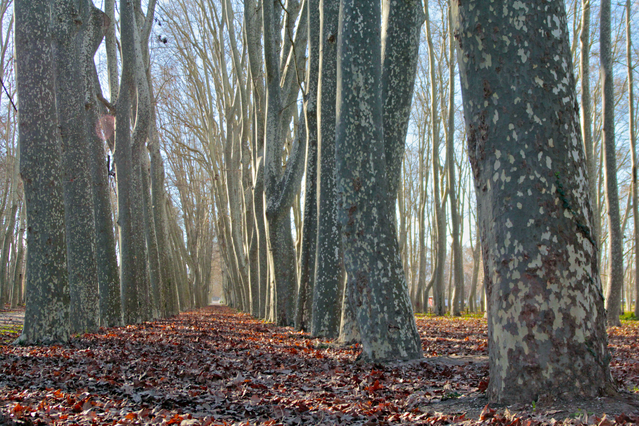 Canon EOS 600D (Rebel EOS T3i / EOS Kiss X5) + Tamron AF 19-35mm f/3.5-4.5 sample photo. #girona #parcdeladevesa #catalunya photography