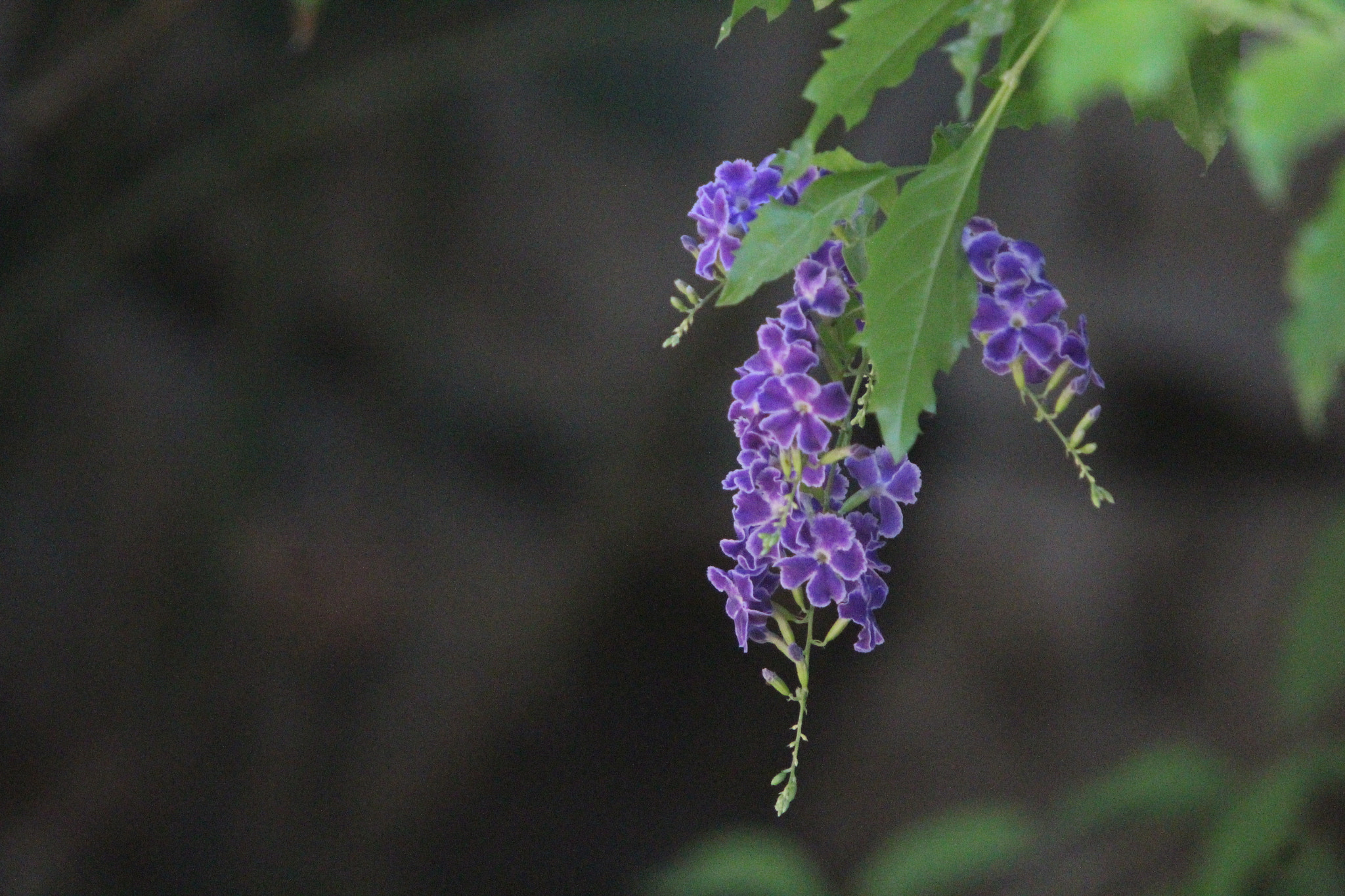 Sigma 50-500mm f/4-6.3 APO HSM EX sample photo