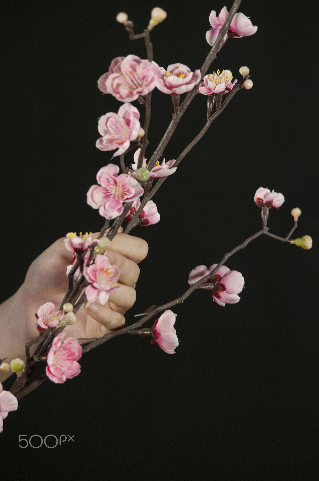 Sigma 150-500mm F5-6.3 DG OS HSM sample photo. Twig with blossoms photography