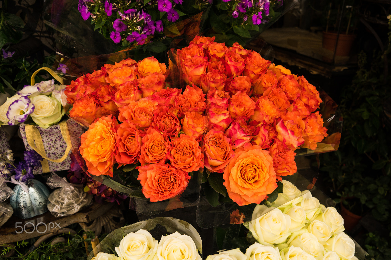 Sony a7 + Sigma 19mm F2.8 EX DN sample photo. Parisienne rose photography