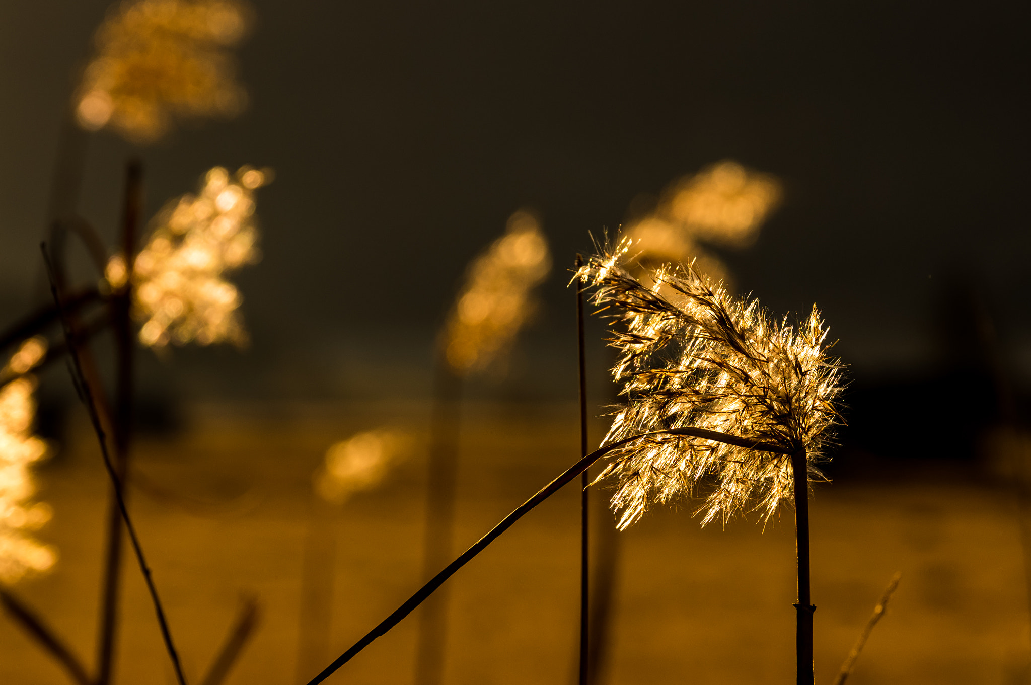 Sigma 17-70mm F2.8-4 DC Macro HSM Contemporary sample photo. Golden winter grass photography