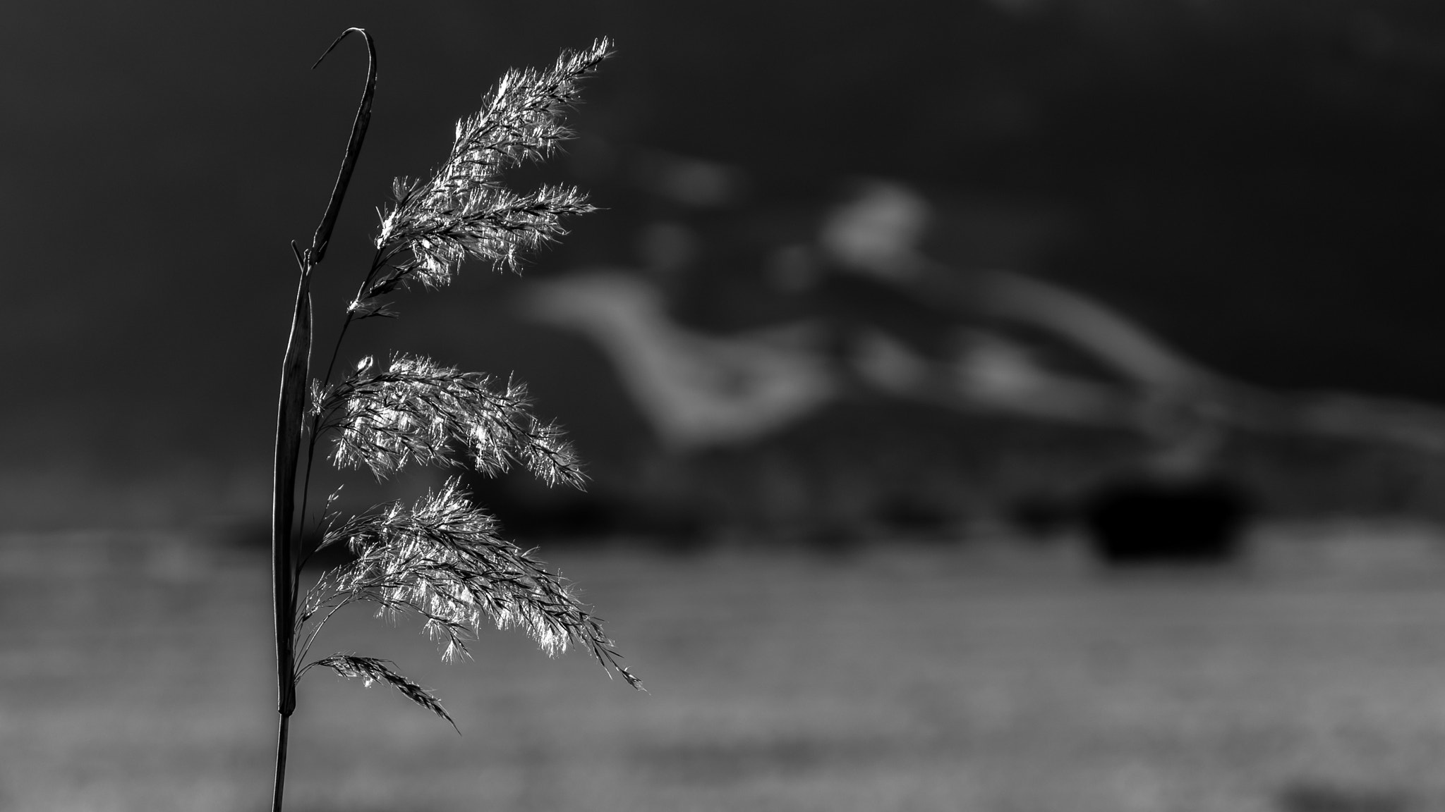 Sigma 17-70mm F2.8-4 DC Macro HSM Contemporary sample photo. Wintergras ii photography