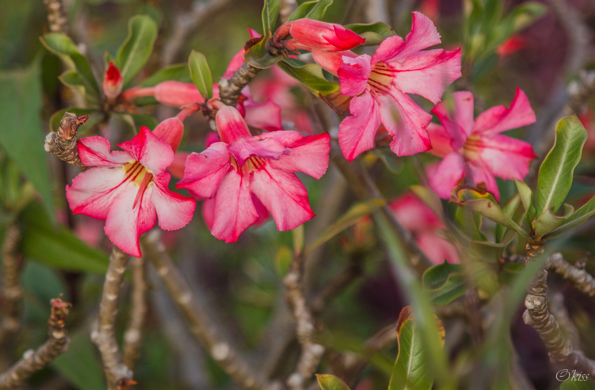Canon EF 28-105mm f/3.5-4.5 USM sample photo. Pink photography