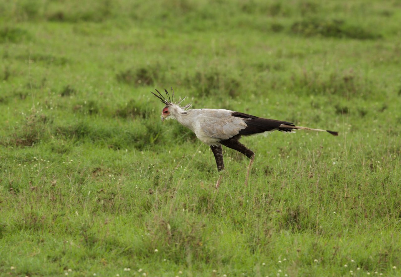 Canon EF 500mm F4L IS II USM sample photo. Secretary bird photography