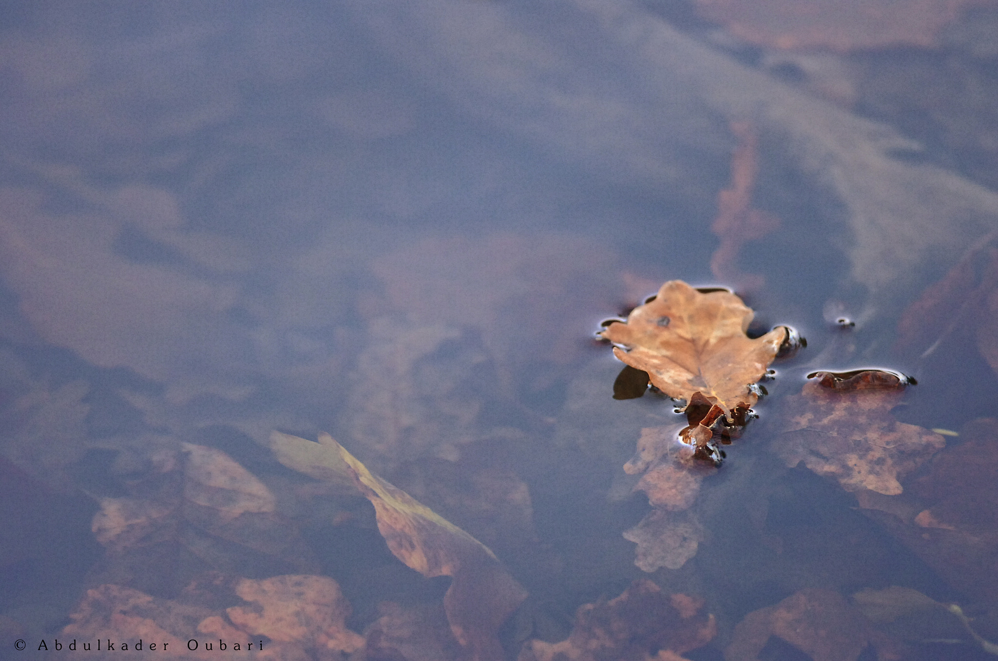 Nikon D2Hs sample photo. Autumn leaves photography