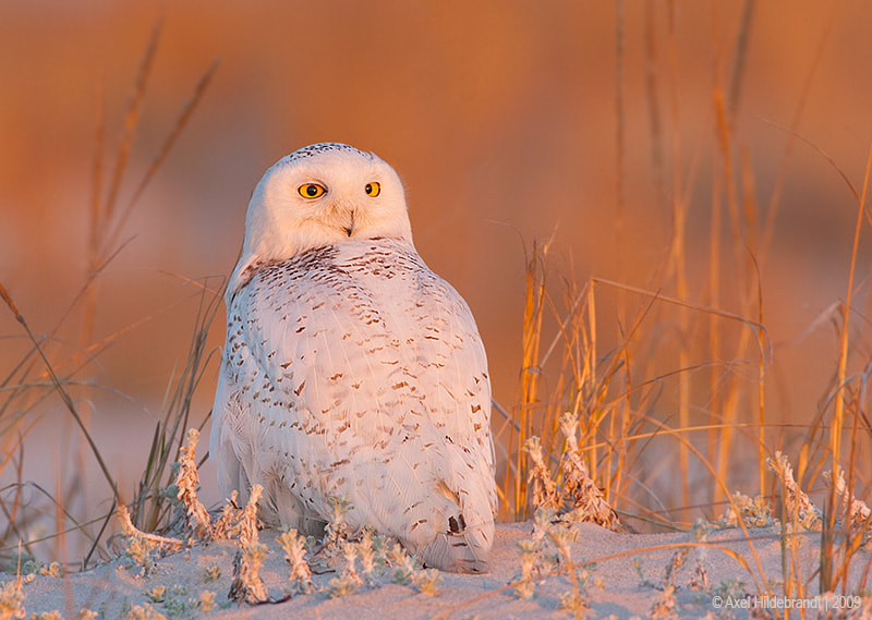 Canon EF 500mm F4L IS USM sample photo. Snowy owl at first light photography