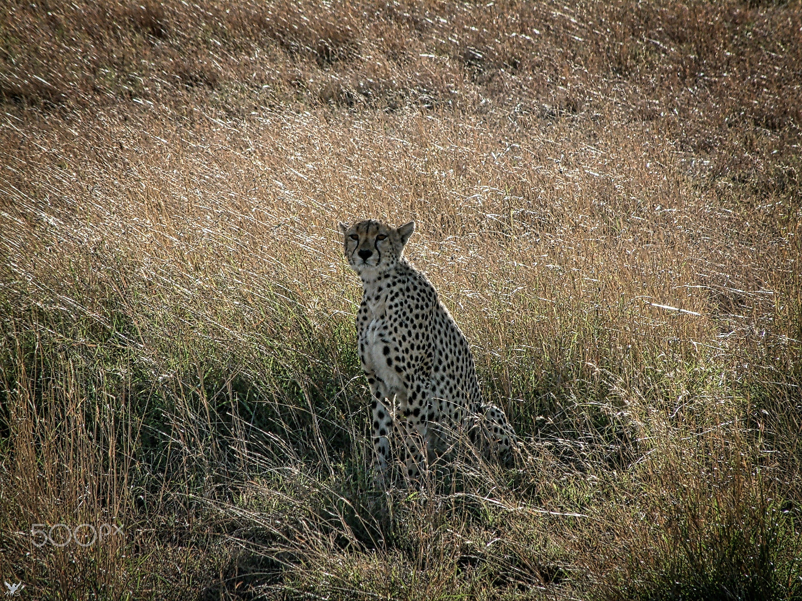 Fujifilm FinePix6900ZOOM sample photo. Cheetah photography
