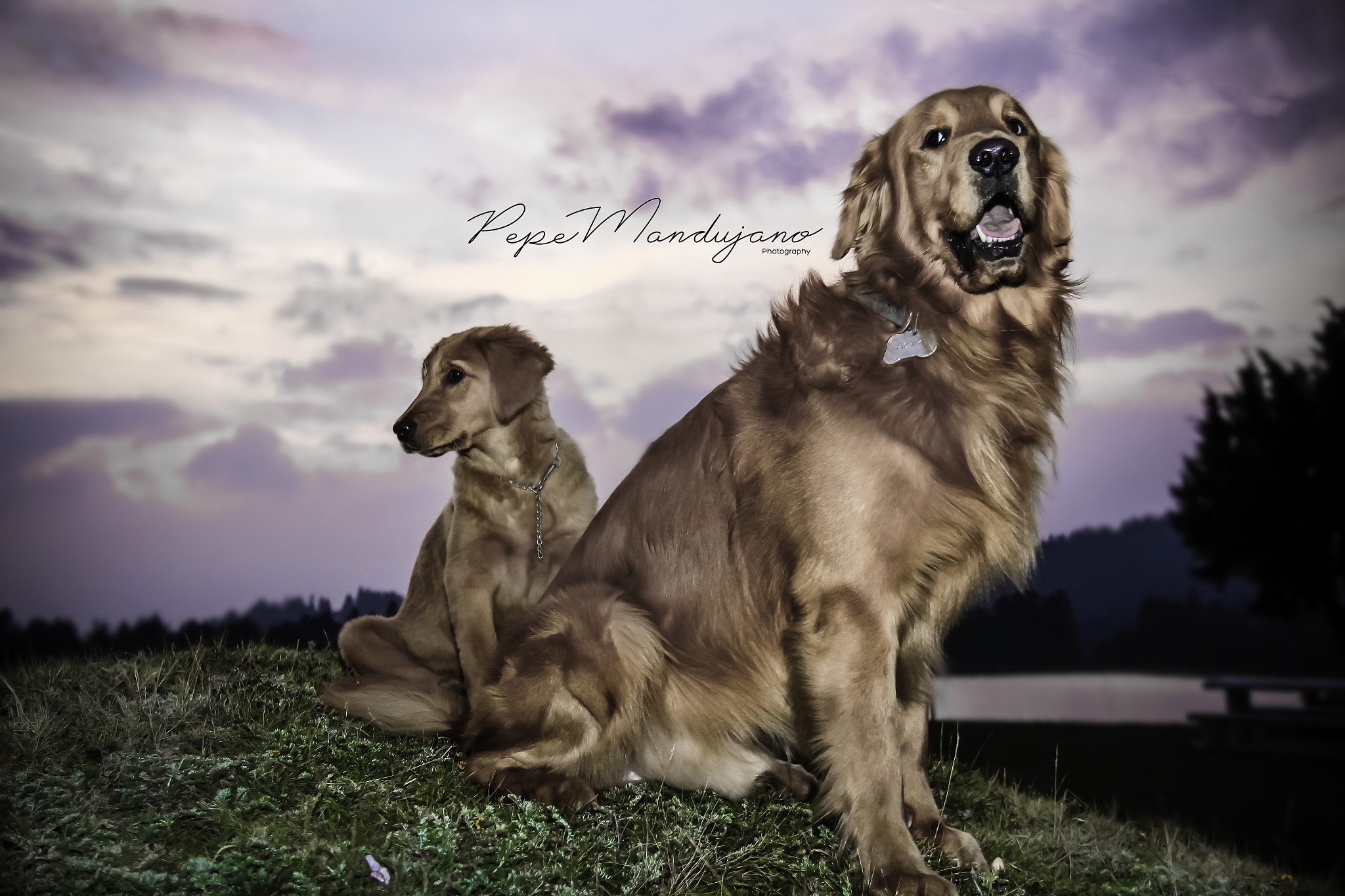 Canon EF-S 18-200mm F3.5-5.6 IS sample photo. Dogs photography