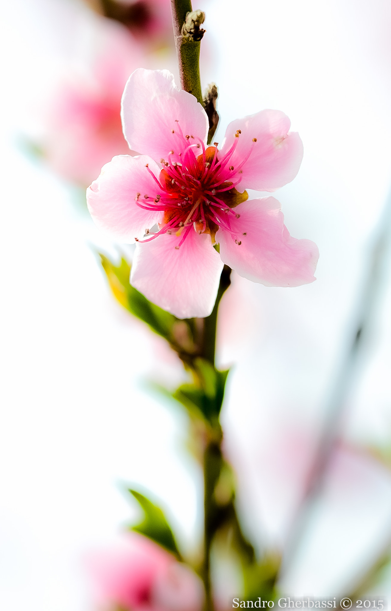 Sigma 50-150mm F2.8 EX APO DC OS HSM sample photo. Flower photography