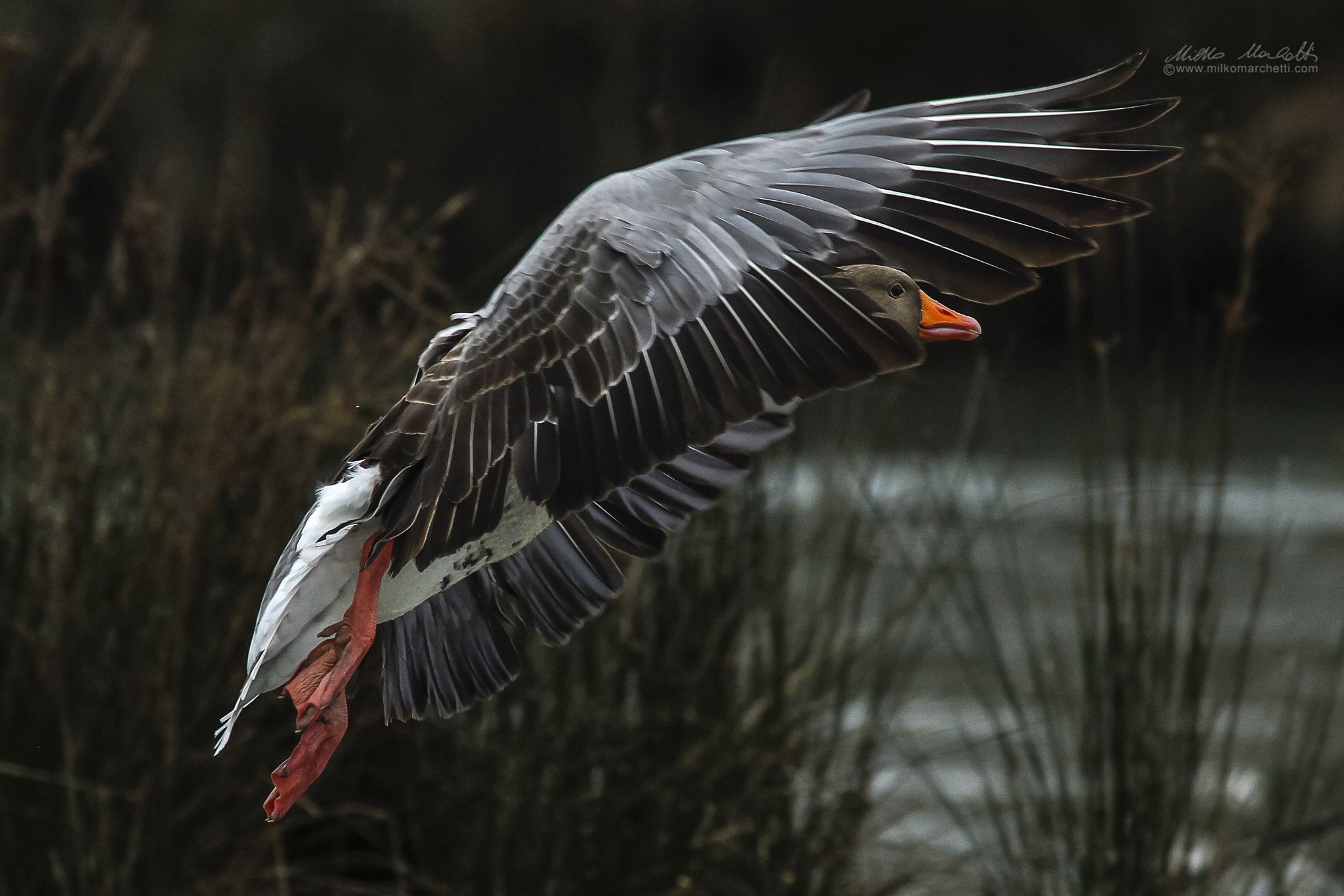 Canon EF 300mm f/2.8L + 1.4x sample photo. Goose in landing photography