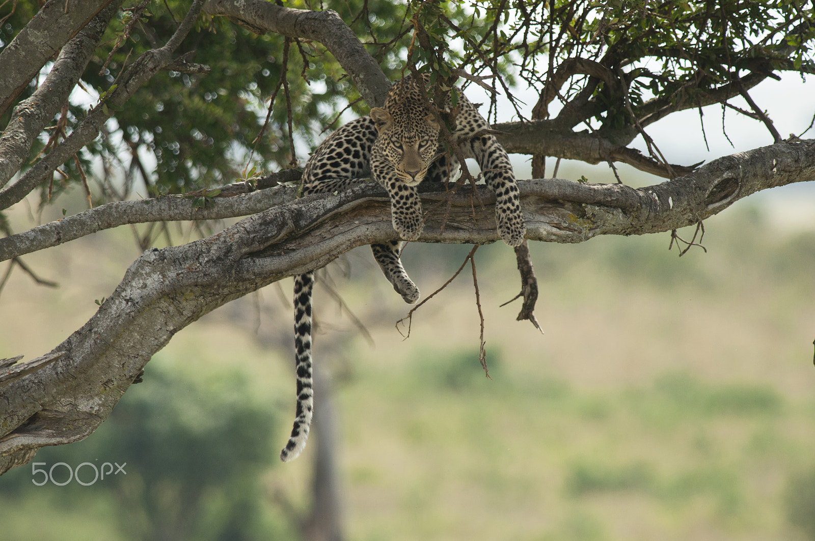Nikon AF-S Nikkor 300mm F2.8G ED-IF VR sample photo. Leopard of masai mara photography