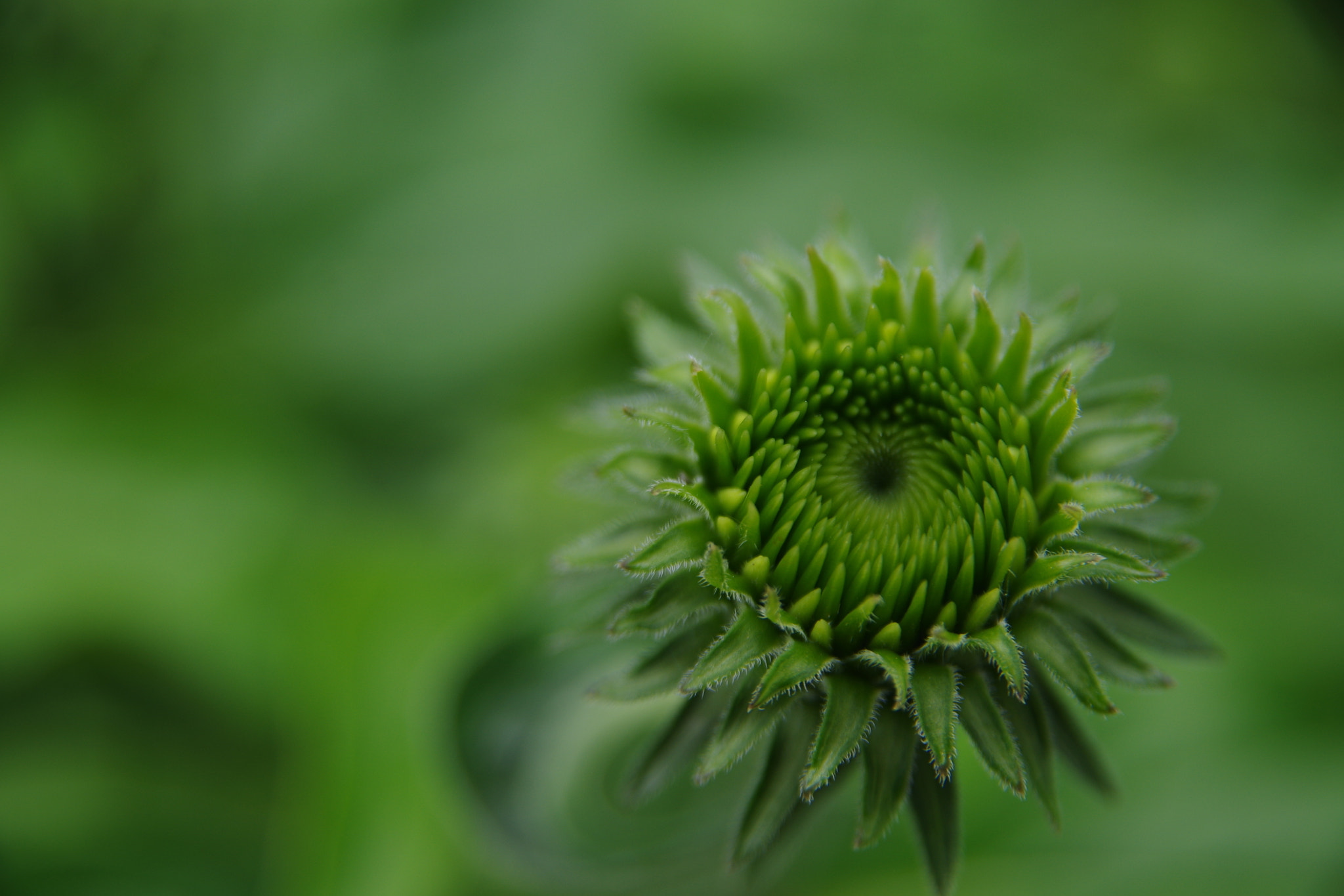 Sigma 17-70mm F2.8-4.5 DC Macro sample photo. Flowers photography