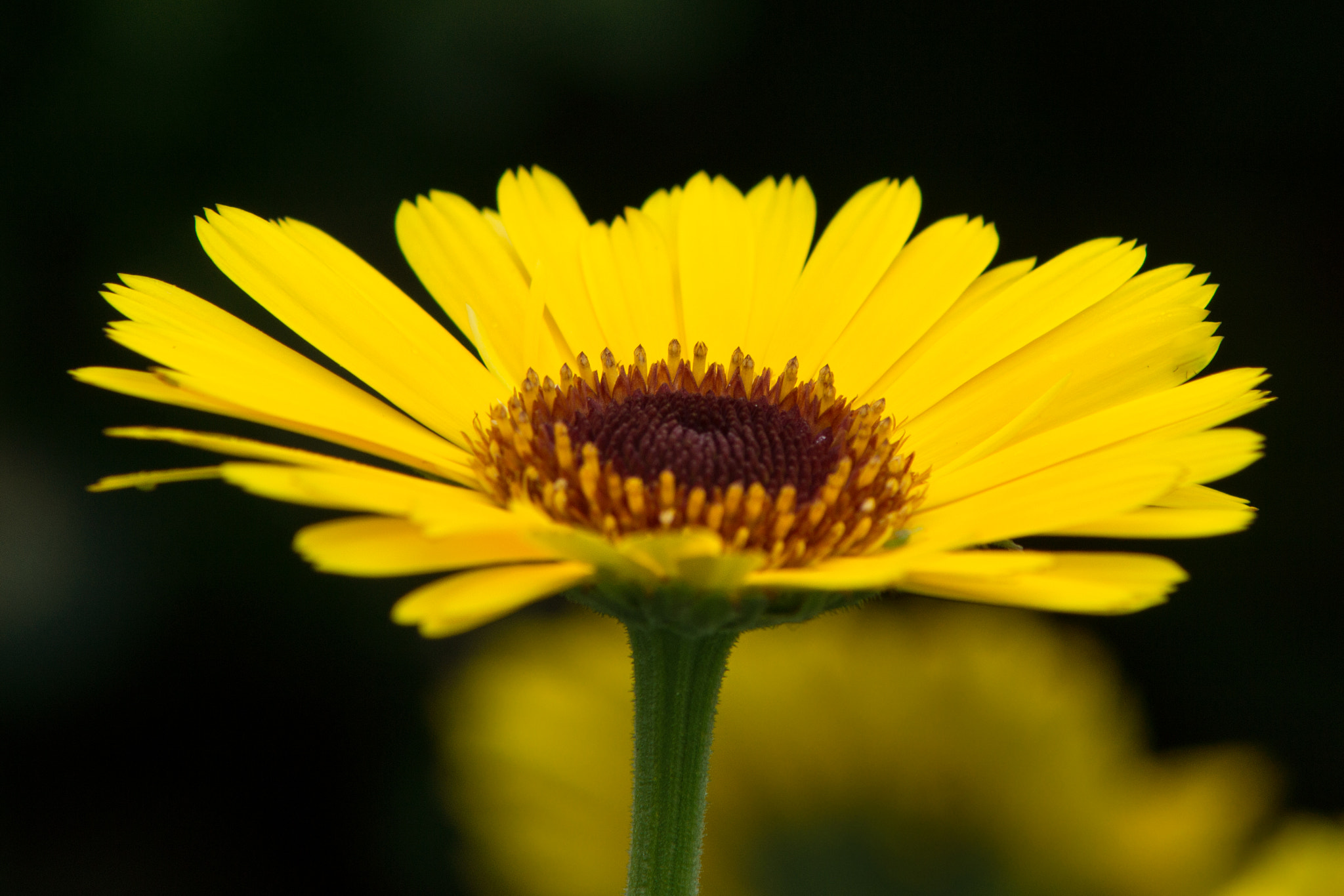 Sony SLT-A65 (SLT-A65V) + Minolta AF 70-210mm F4 Macro sample photo. Yellow flower photography