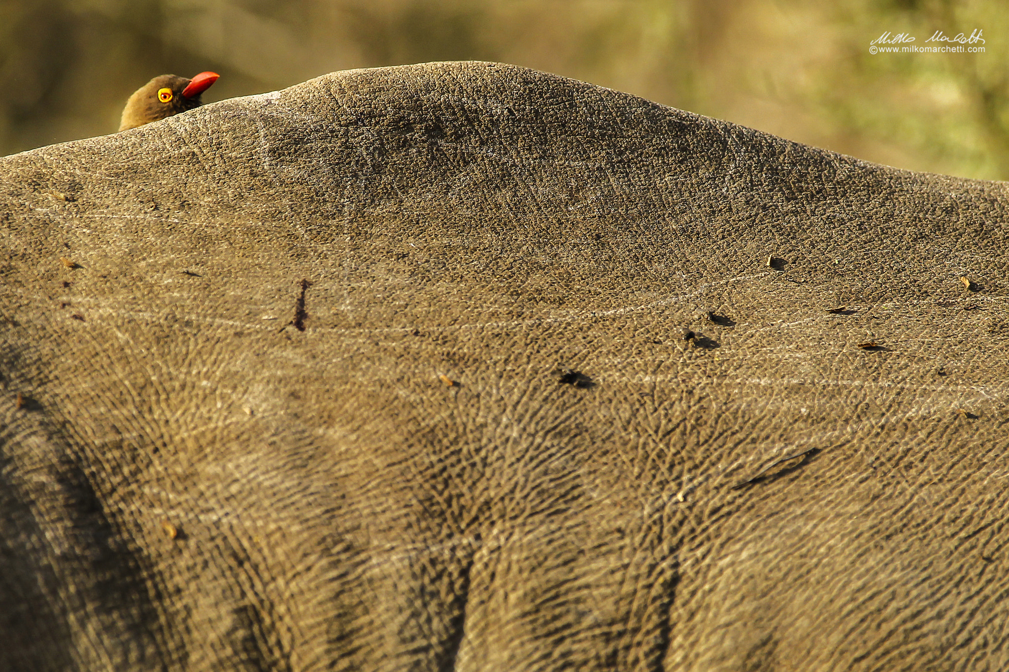 Canon EF 300mm f/2.8L + 1.4x sample photo. Red-billed oxpecker photography