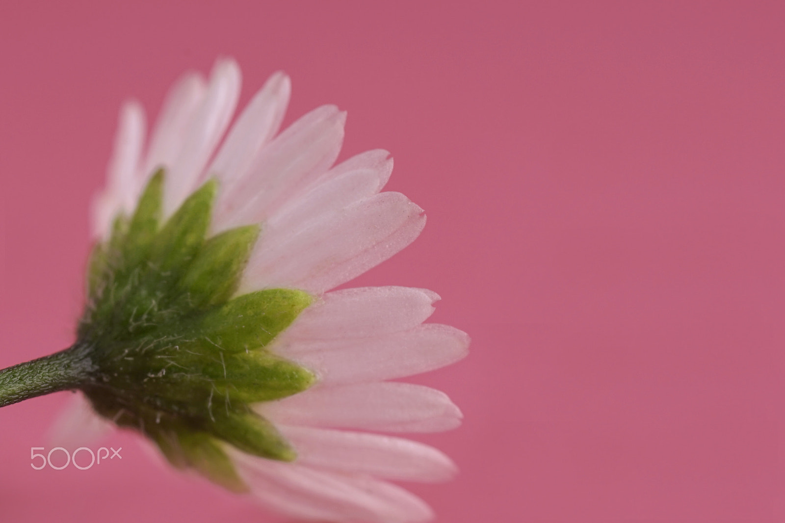 Sony a7 + Tamron SP AF 90mm F2.8 Di Macro sample photo. Daisy photography