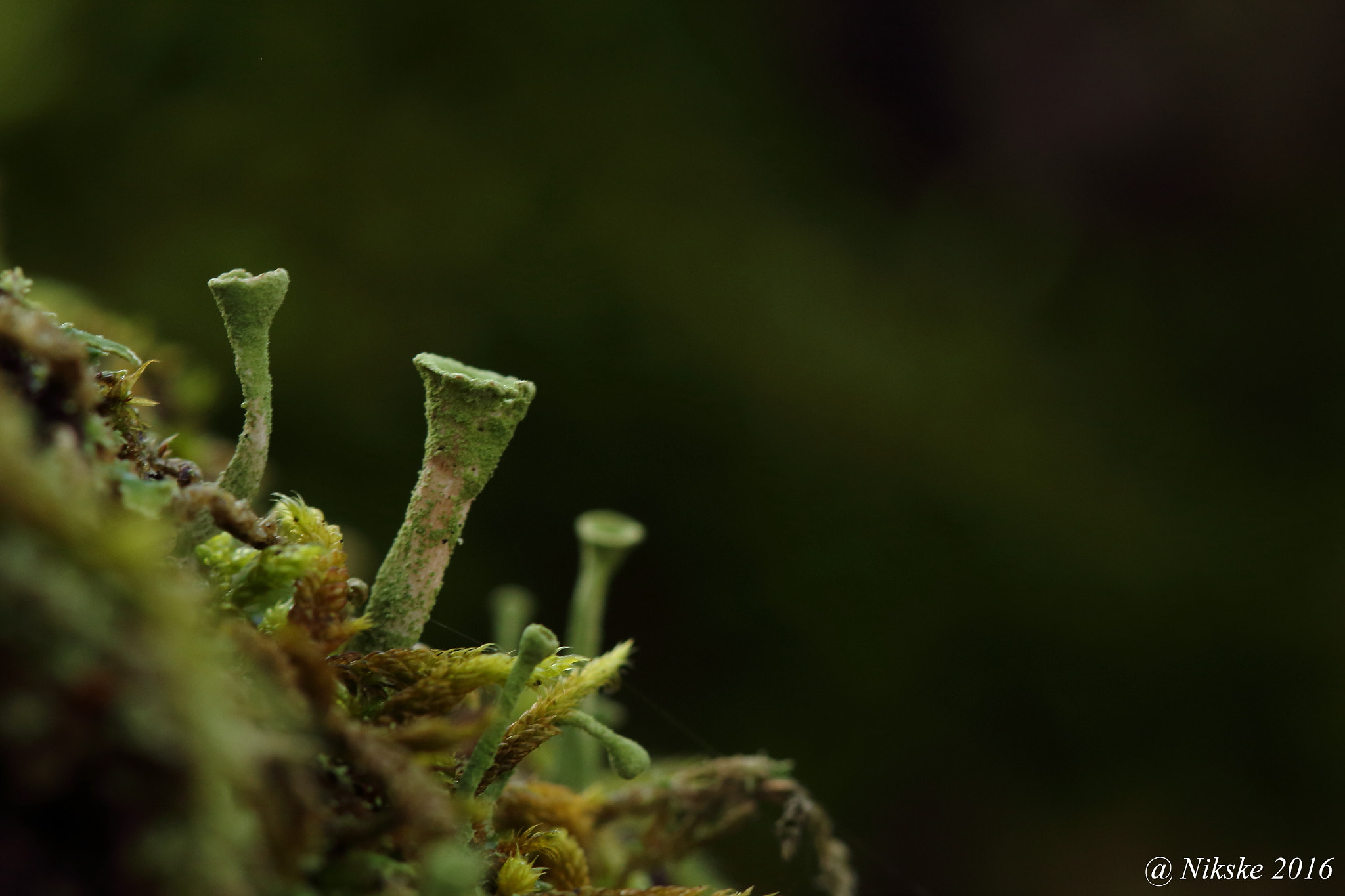 Canon EOS 700D (EOS Rebel T5i / EOS Kiss X7i) + Canon EF 100mm F2.8 Macro USM sample photo. Cladonia photography