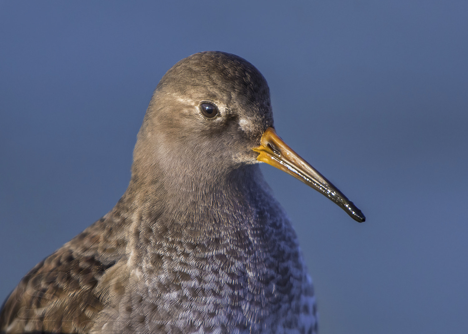 Nikon D7200 + Sigma 500mm F4.5 EX DG HSM sample photo. Purple piper portrait (purple sandpiper) photography