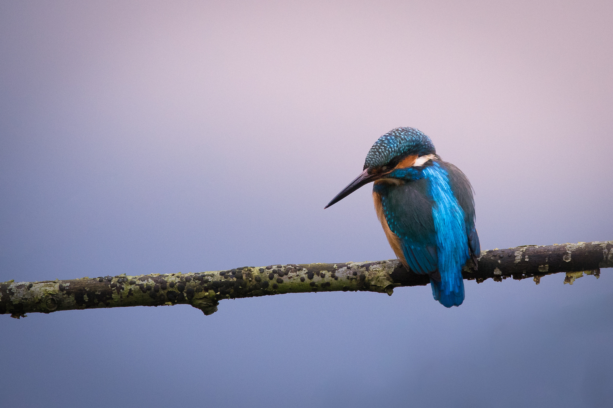 Sigma 150-600mm F5-6.3 DG OS HSM | C sample photo. The king photography