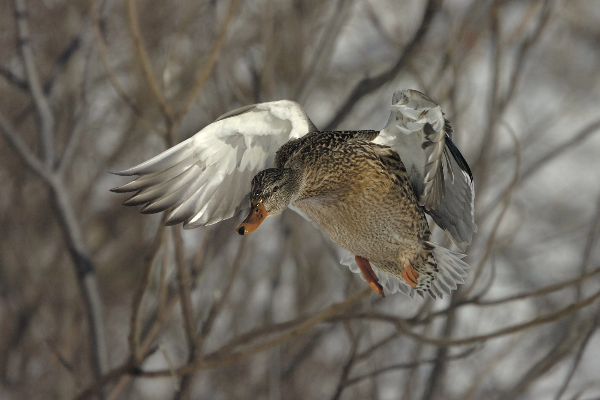 Nikon D2Hs sample photo. Focus landing photography