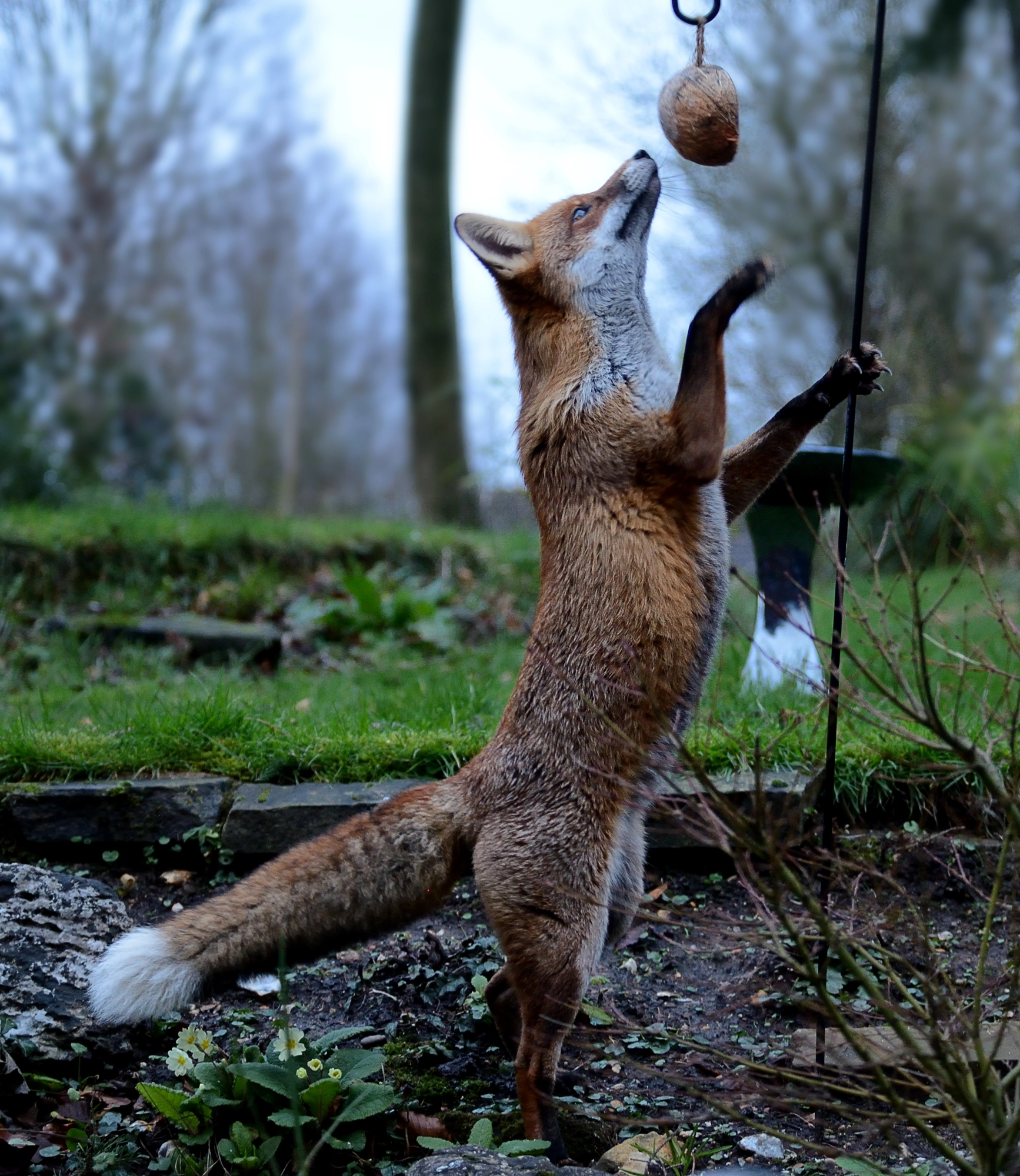 Nikon D600 sample photo. Hungry fox photography