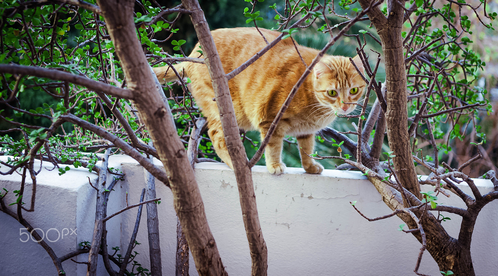 Canon EOS 500D (EOS Rebel T1i / EOS Kiss X3) + Canon EF 28mm F2.8 sample photo. Lady cat and chinese tree photography