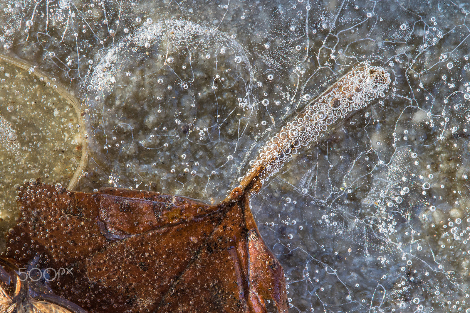Canon EF 100mm F2.8 Macro USM sample photo. Textures of the winter photography