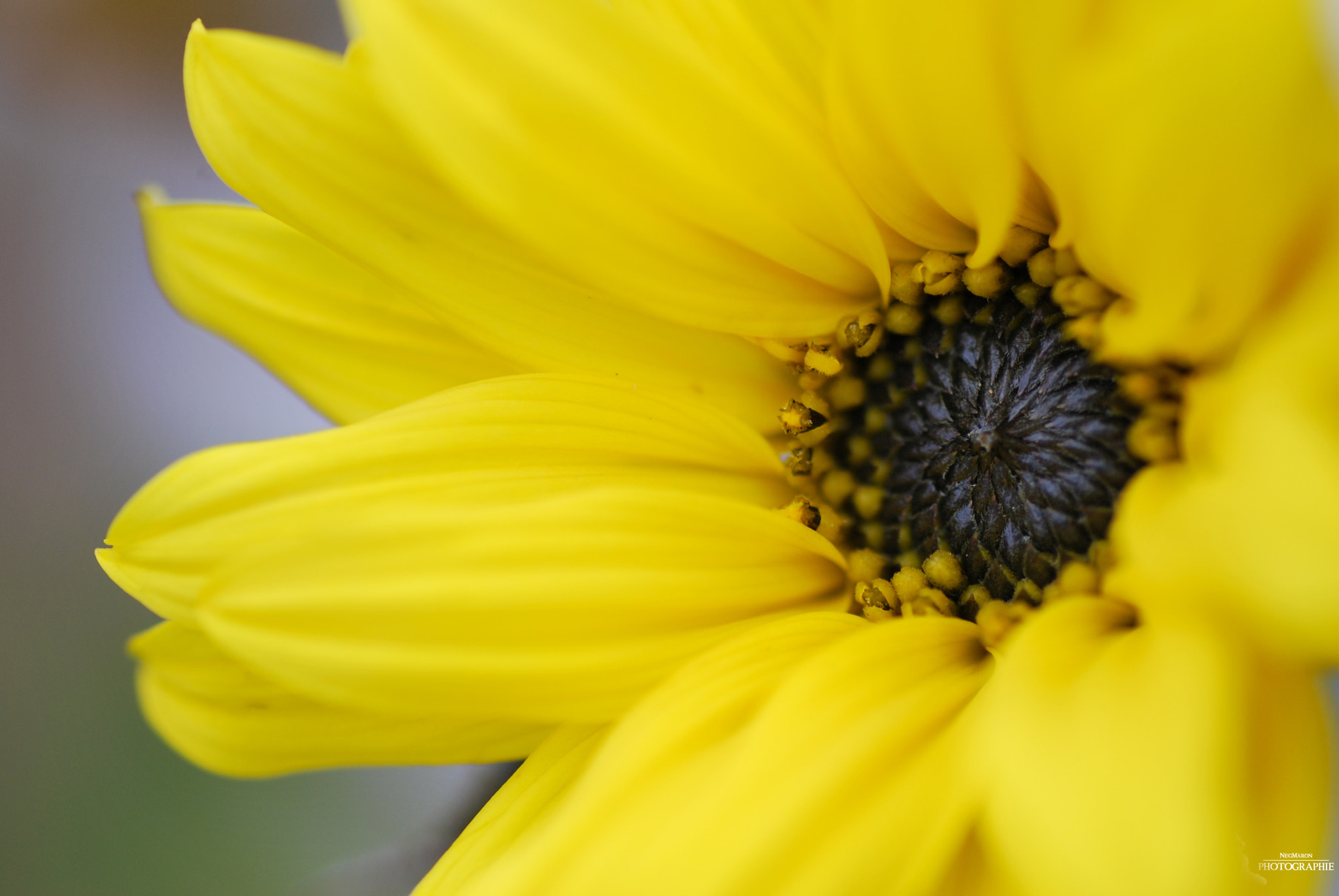 Nikon D60 sample photo. Lady in yellow photography