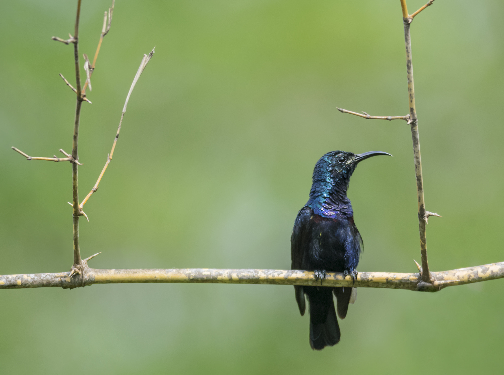 Nikon D5300 + Nikon AF-S Nikkor 300mm F4D ED-IF sample photo. Purple sunbird (cinnyris asiaticus) photography